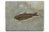 Detailed Fossil Fish (Knightia) - Large For Species #370853-1